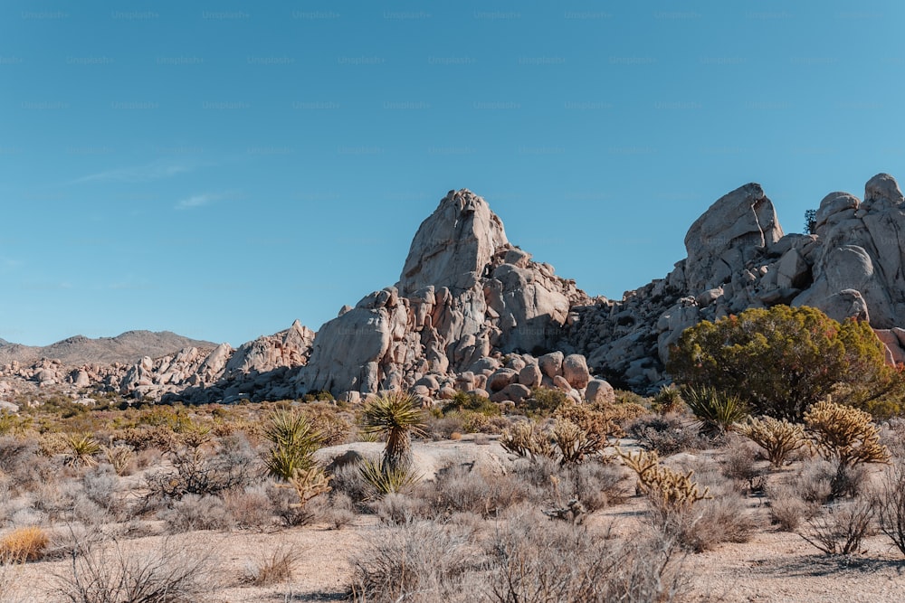 a rocky landscape with a few trees and bushes