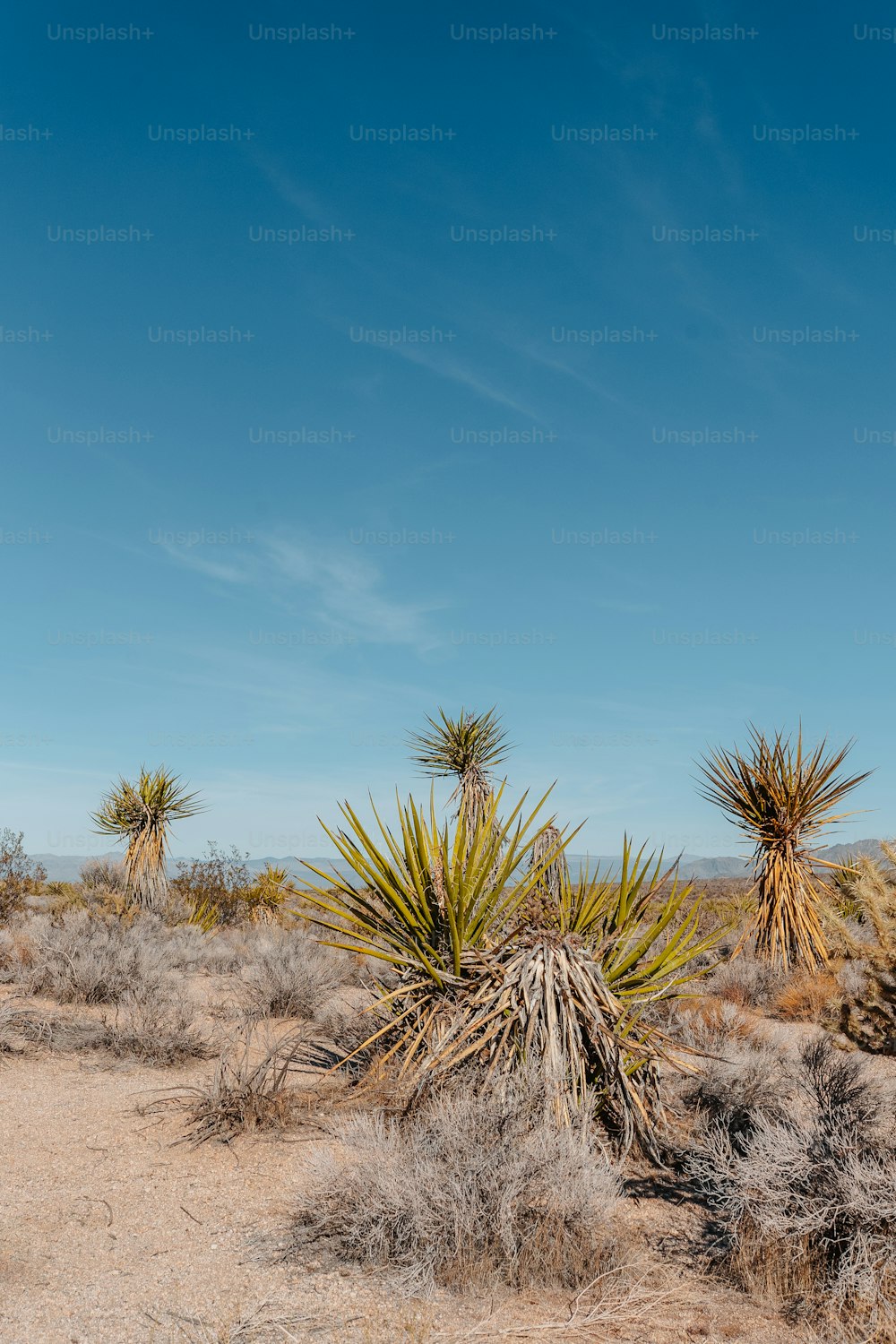 a group of plants in the desert with a blue sky in the background