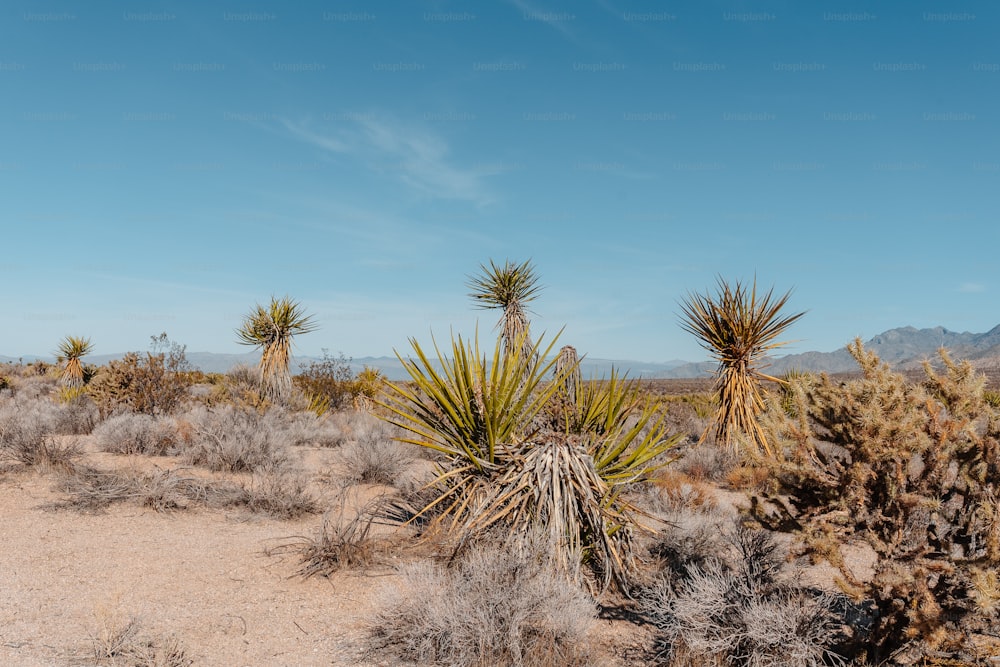 Eine Gruppe von Kakteenpflanzen mitten in einer Wüste