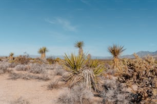 a group of cactus plants in the middle of a desert