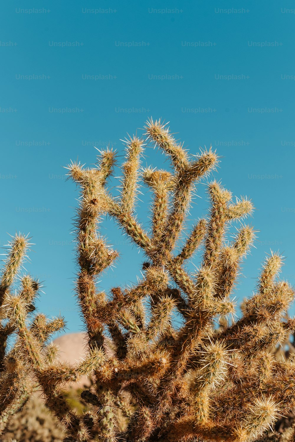 a group of cactus plants with a blue sky in the background