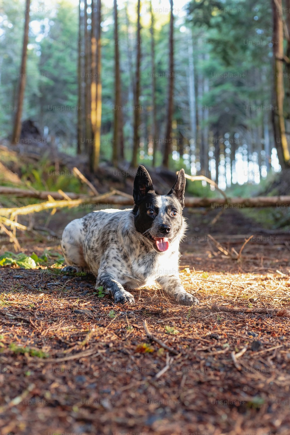 un chien étendu sur le sol dans les bois