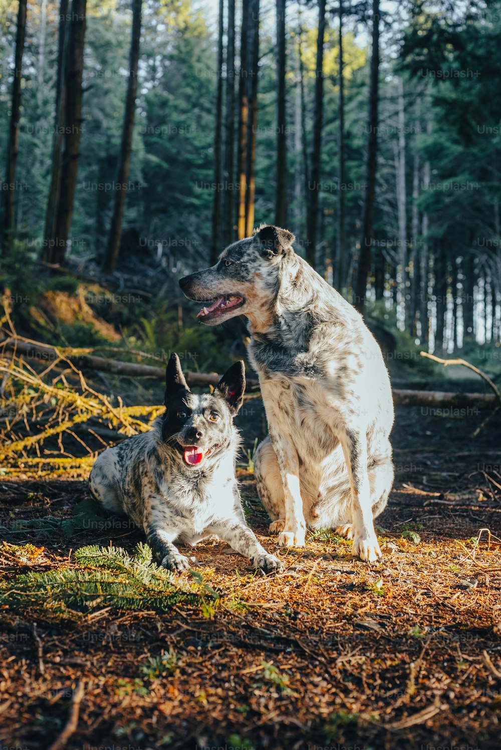 a couple of dogs sitting on top of a forest floor