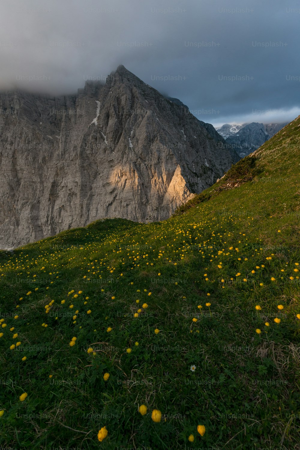 a field of yellow flowers in front of a mountain