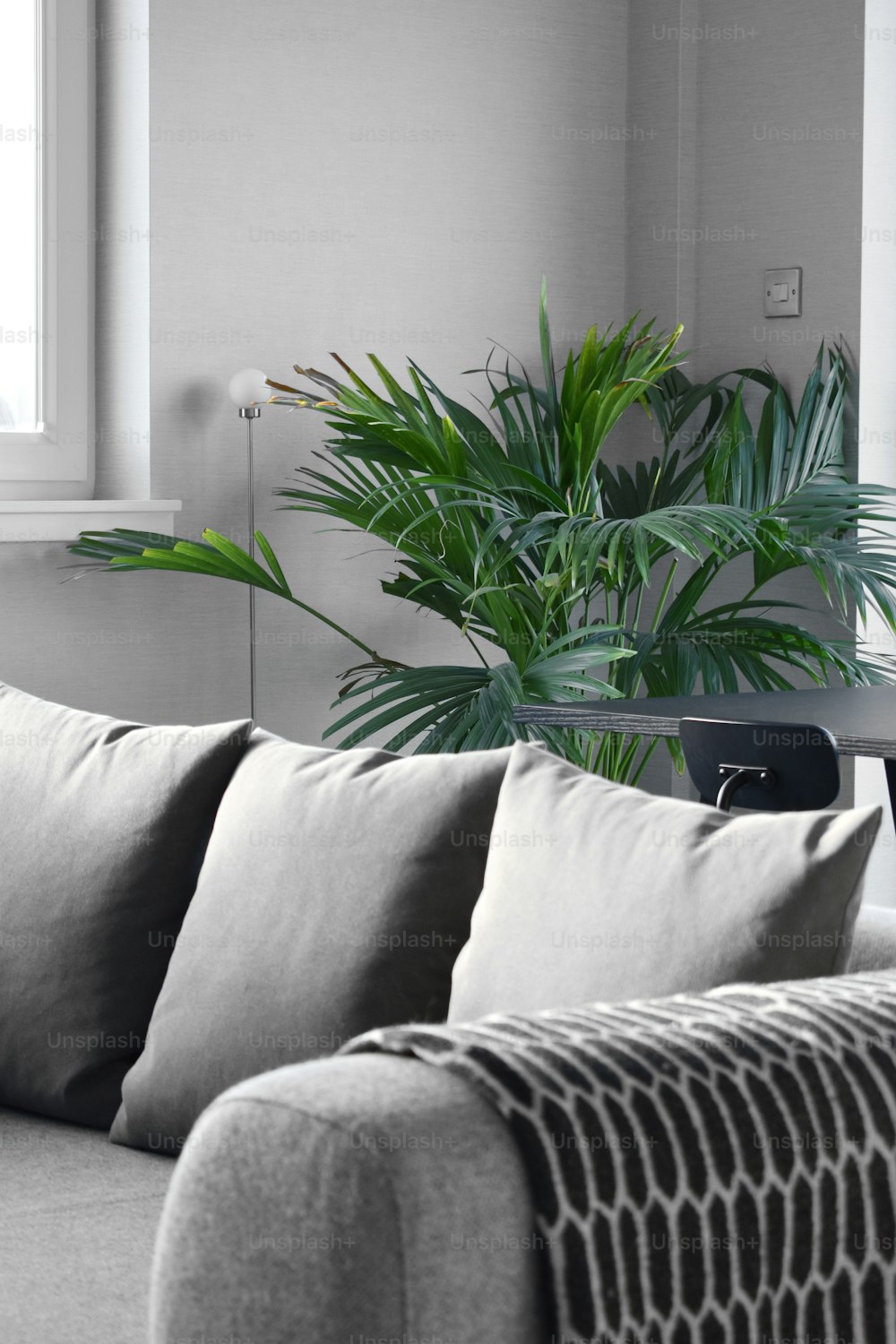 uma sala de estar com um sofá e uma planta