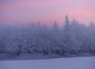 un groupe d’arbres recouverts de neige à côté d’une forêt