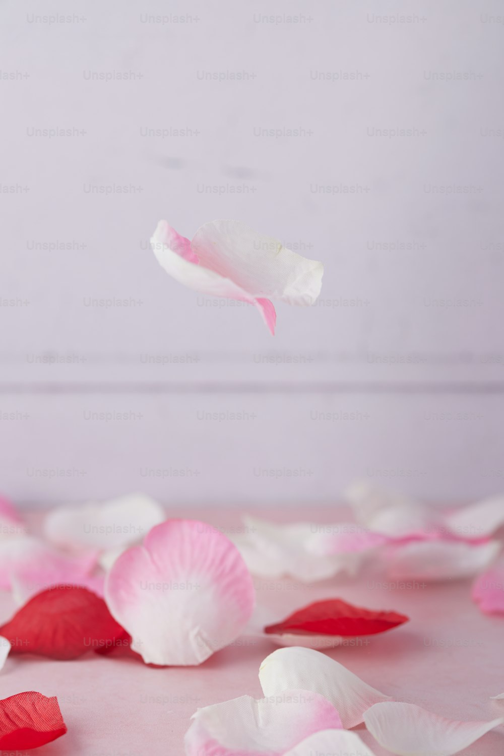 Pétales roses et blancs sur une surface rose