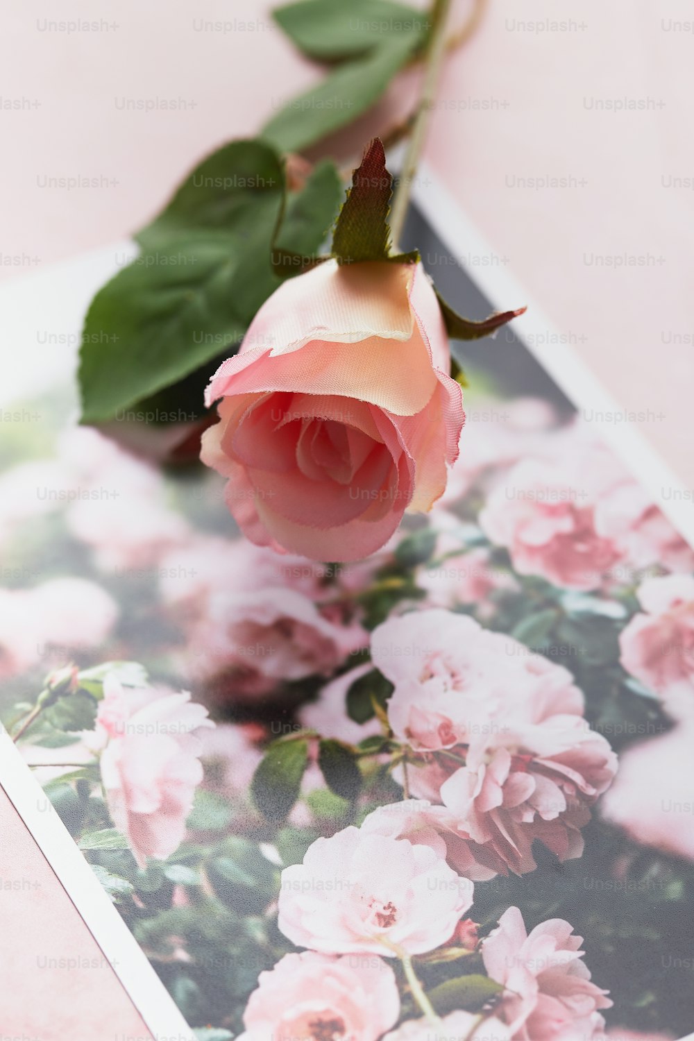 カードの上に座っている一本のピンクのバラ