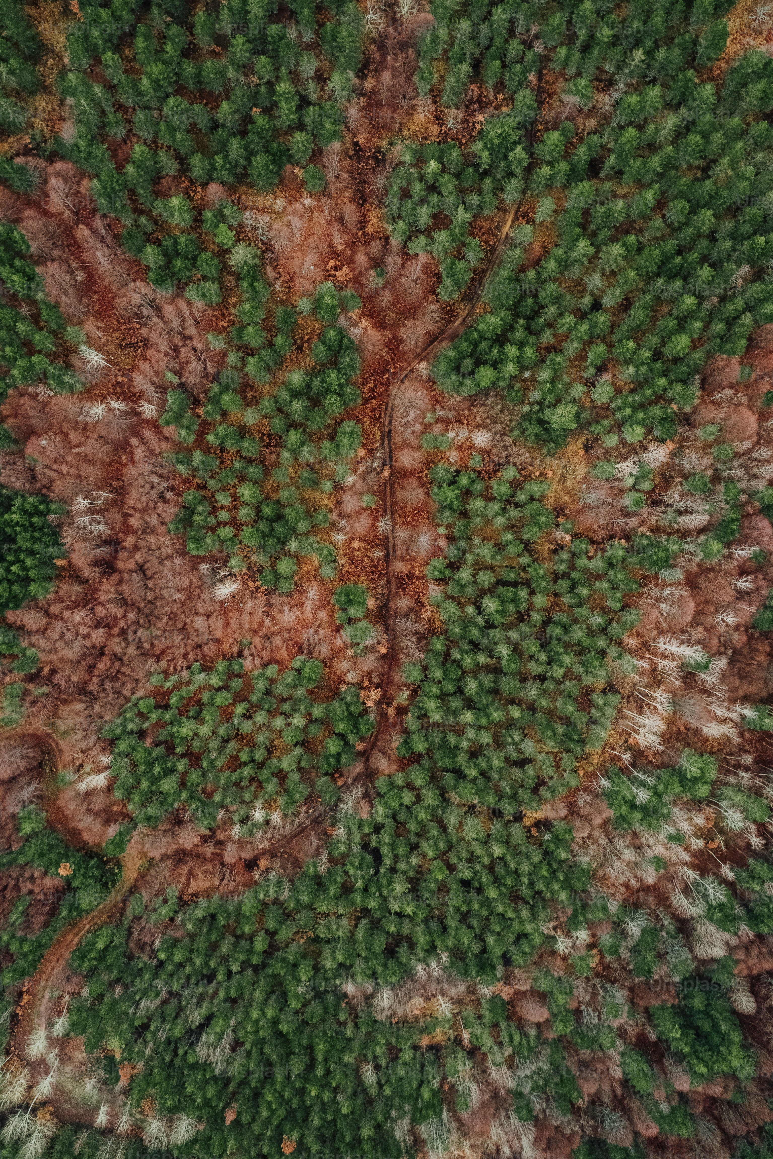 an aerial view of a forest with lots of trees