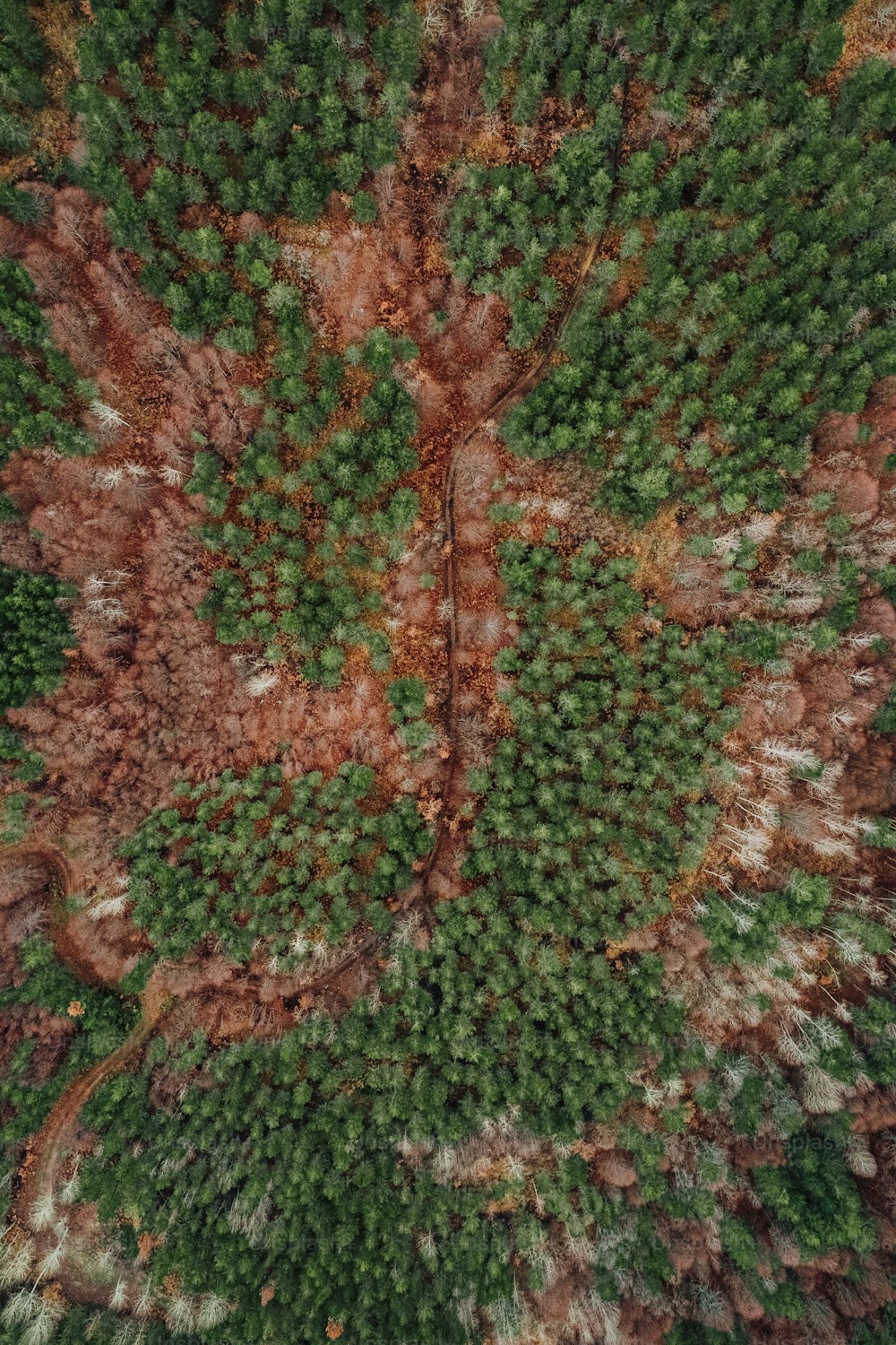 an aerial view of a forest with lots of trees