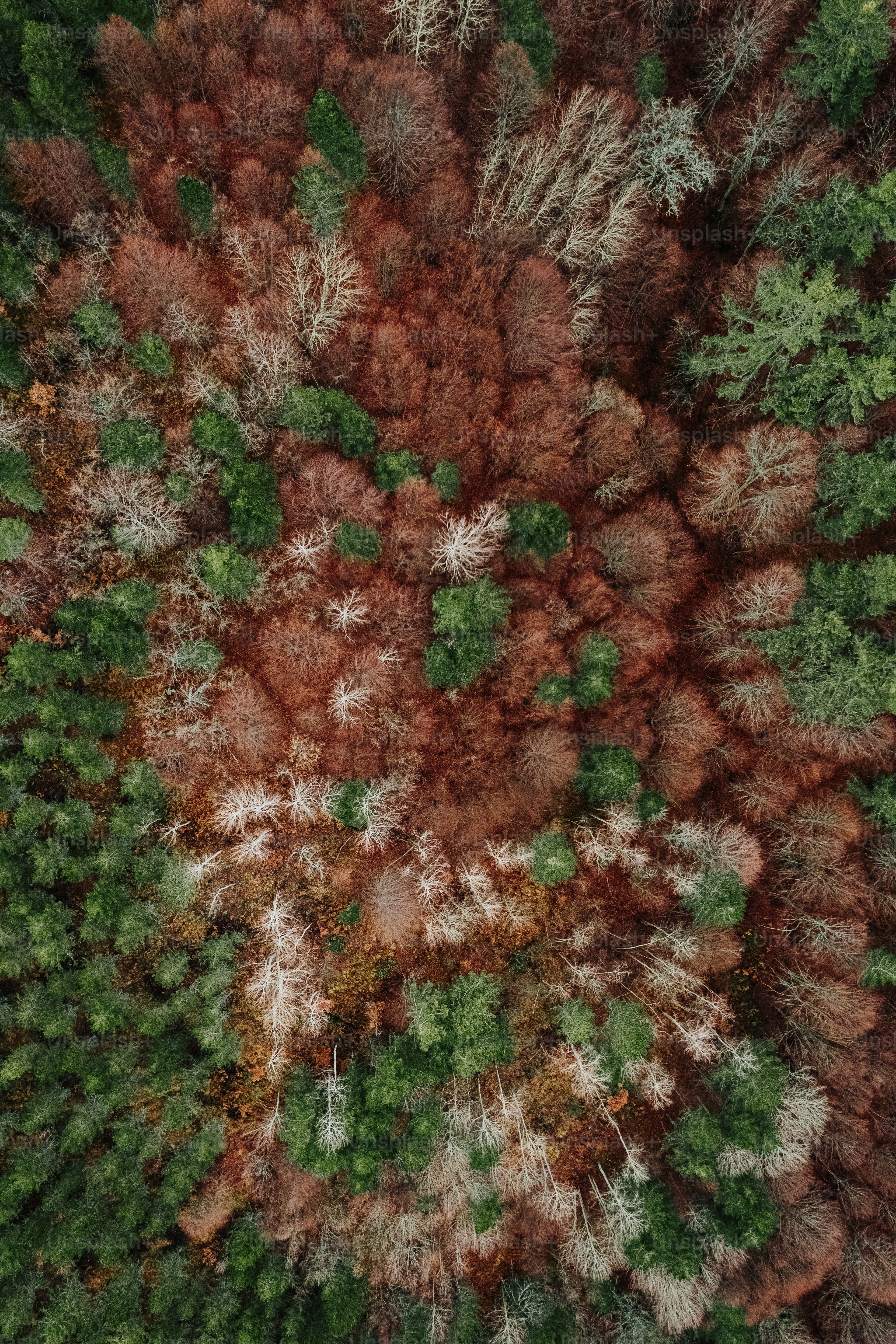 an aerial view of a forest with lots of trees