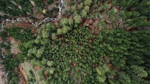 an aerial view of a forest with lots of trees