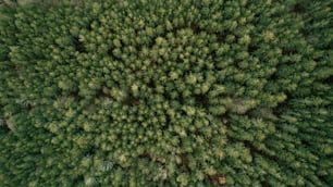 an aerial view of a forest with lots of trees