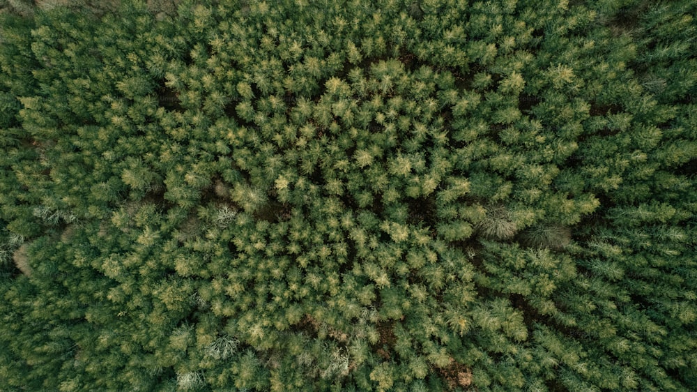 an aerial view of a forest with lots of trees