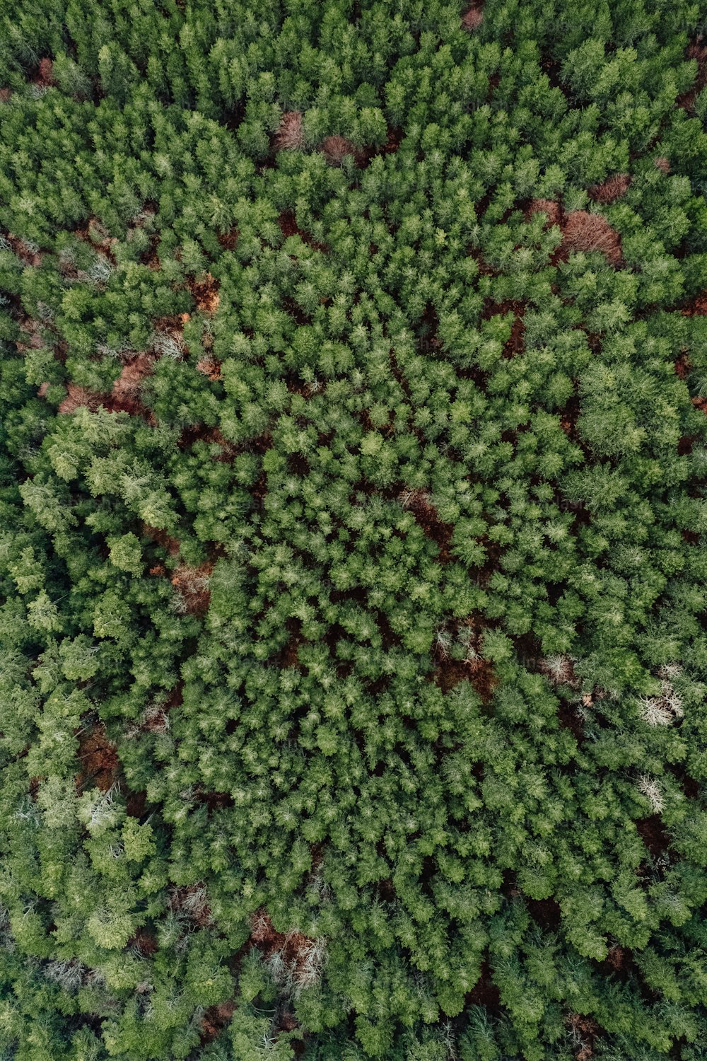 an aerial view of a forest with lots of trees