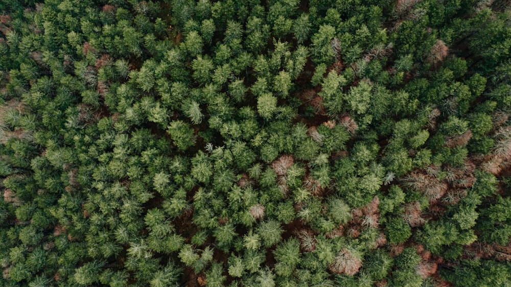 Una vista aérea de un bosque con muchos árboles