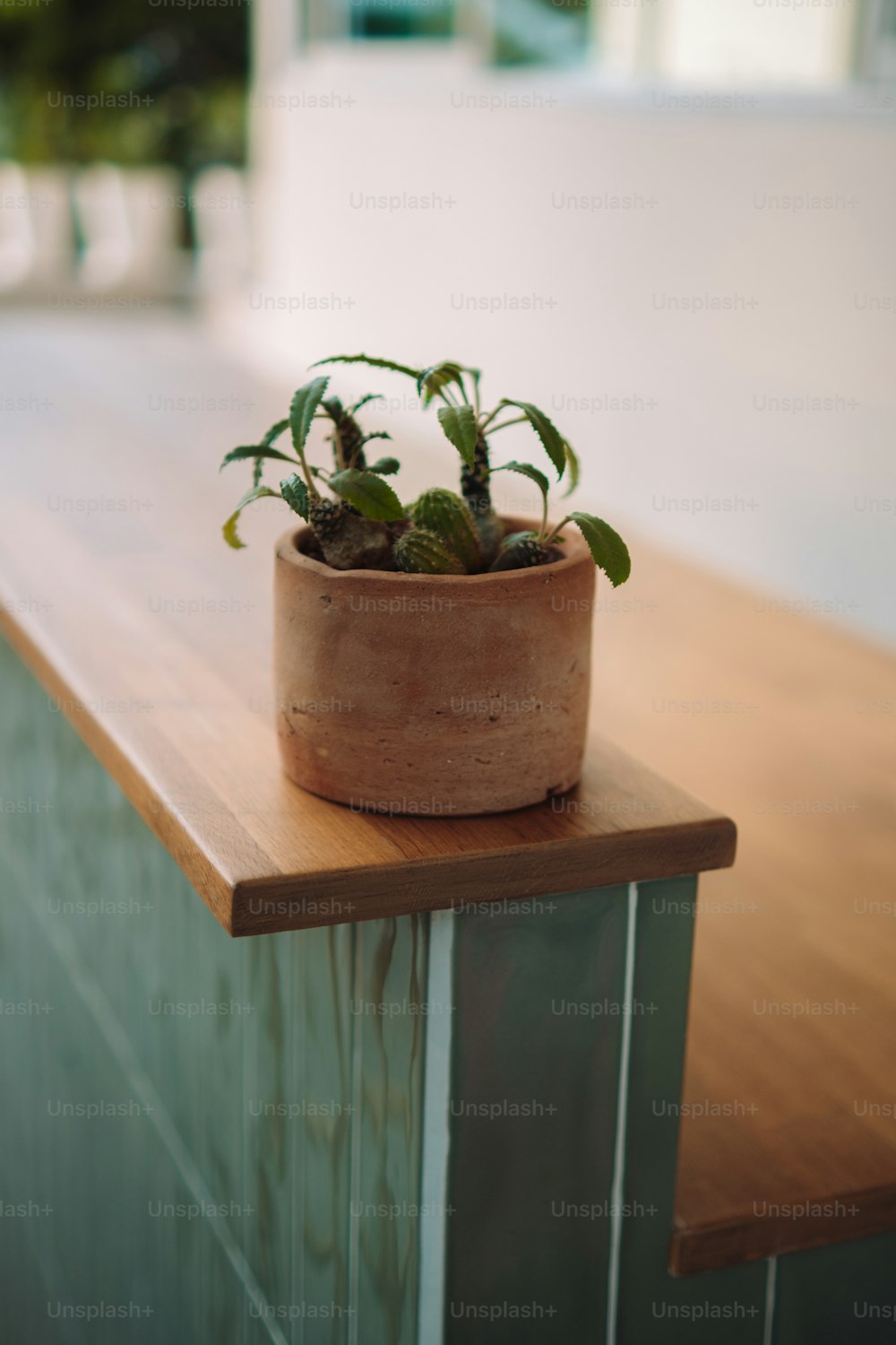 a potted plant sitting on top of a wooden counter