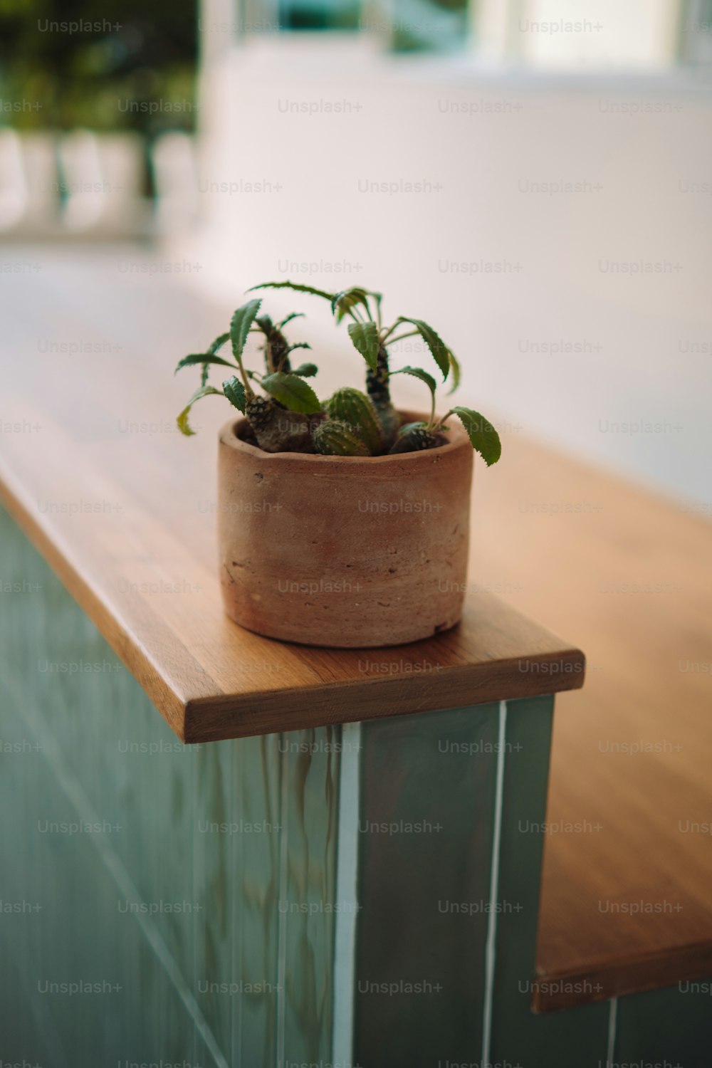 una pianta in vaso seduta sopra un bancone di legno