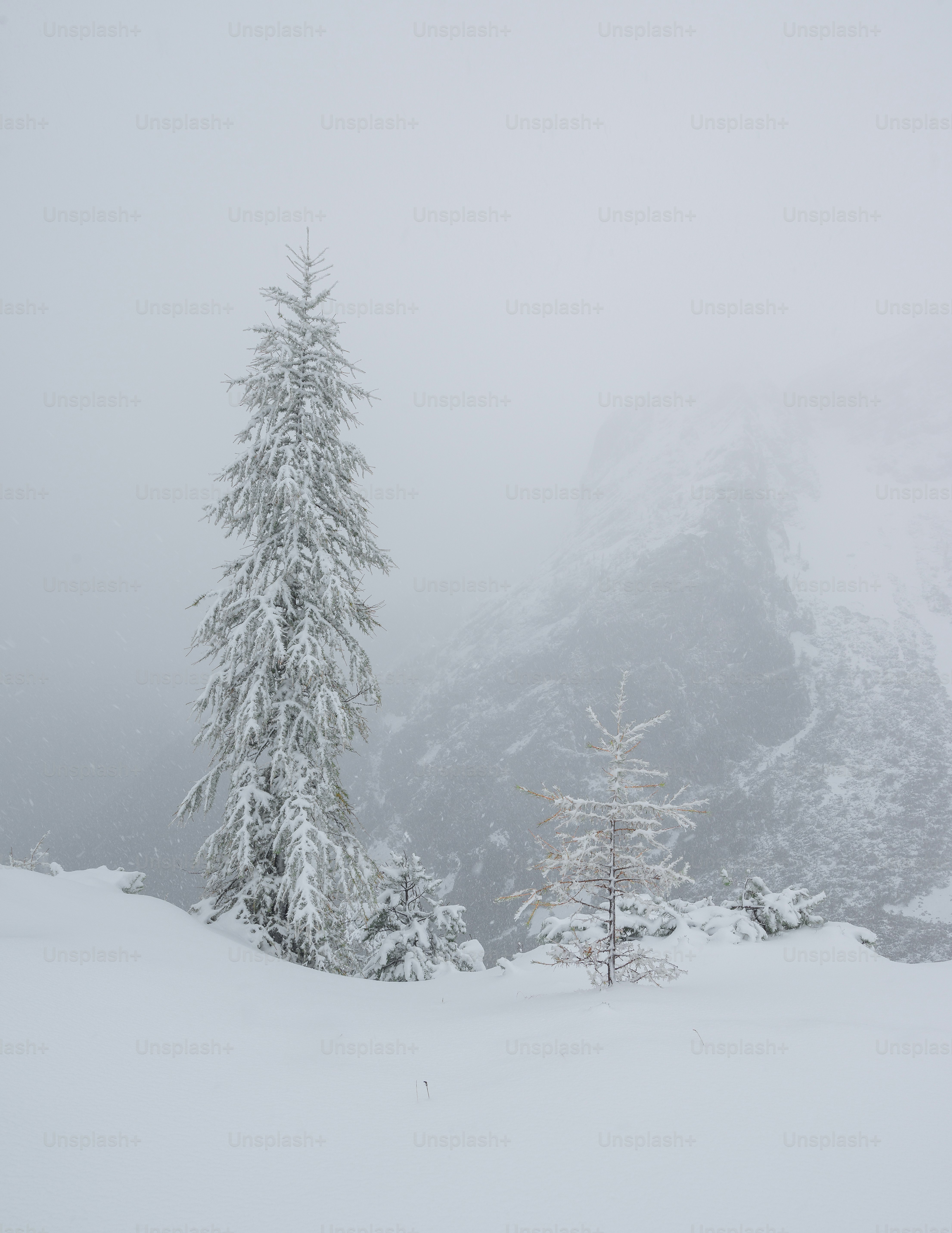 eine Person auf Skiern, die im Schnee steht