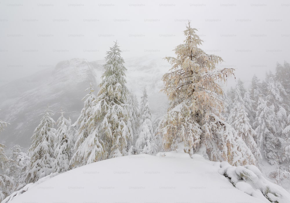 uma pessoa em esquis em pé em uma colina nevada