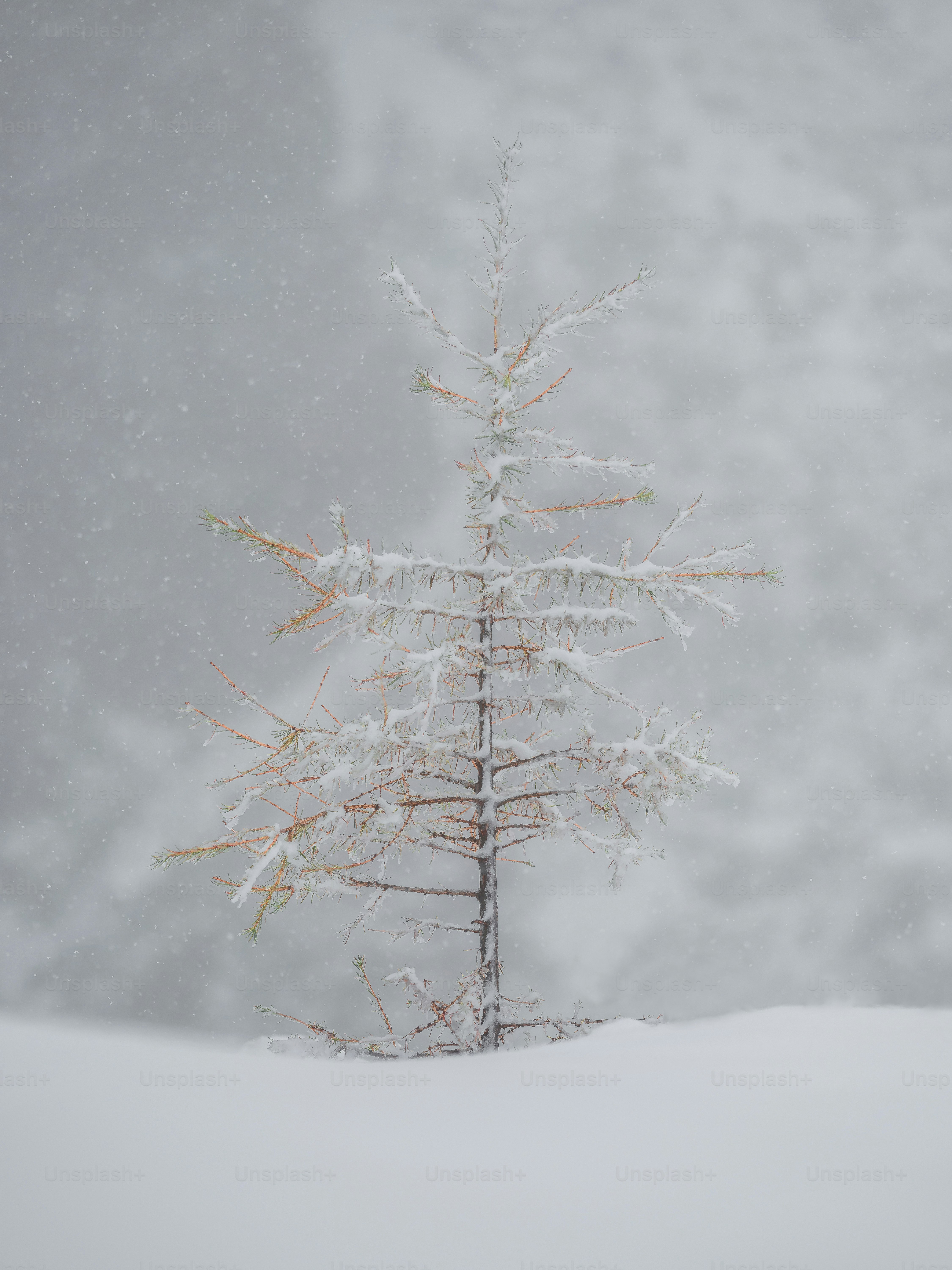 ein schneebedeckter Baum inmitten eines verschneiten Feldes