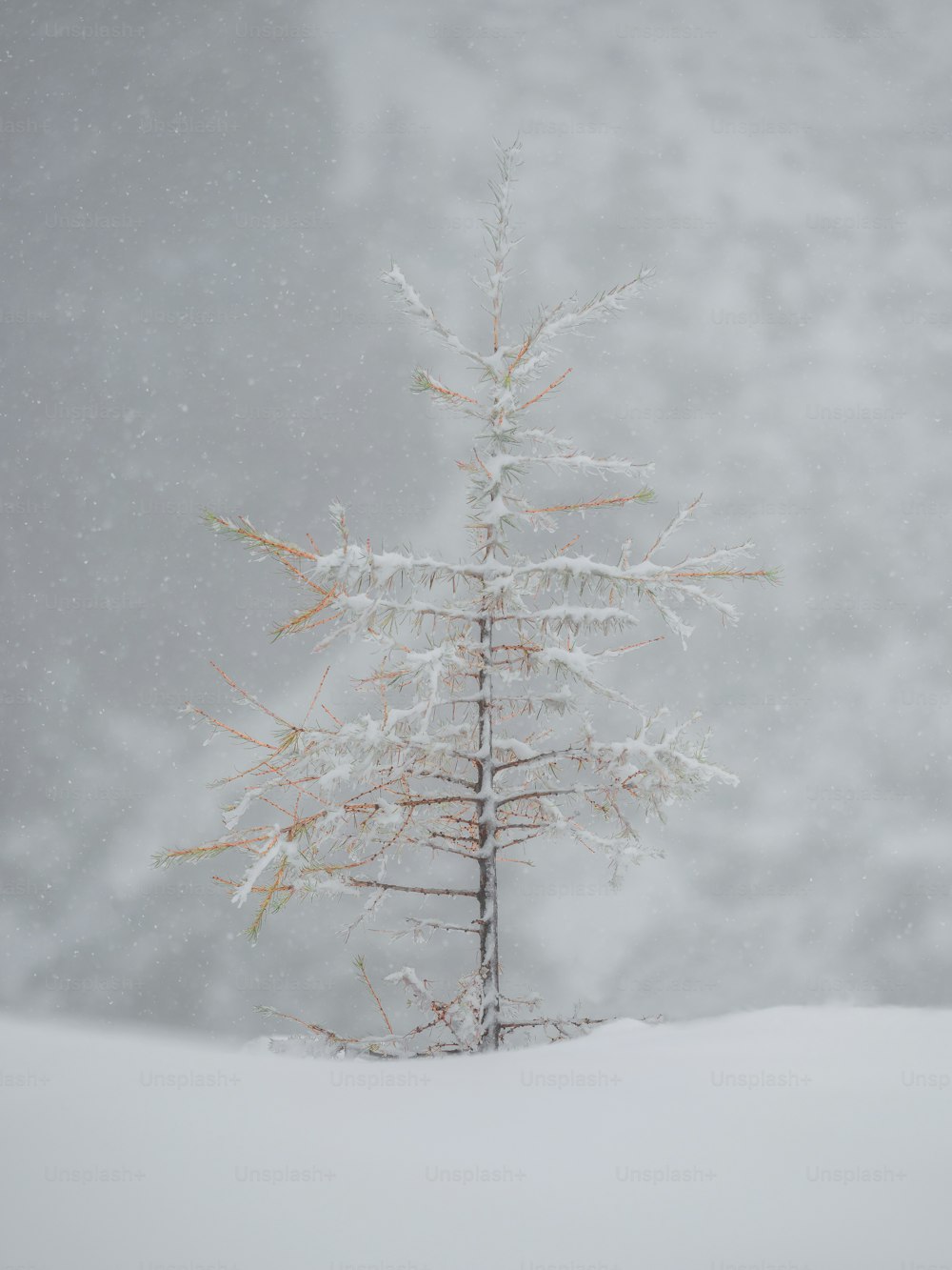 Un albero coperto di neve nel mezzo di un campo innevato