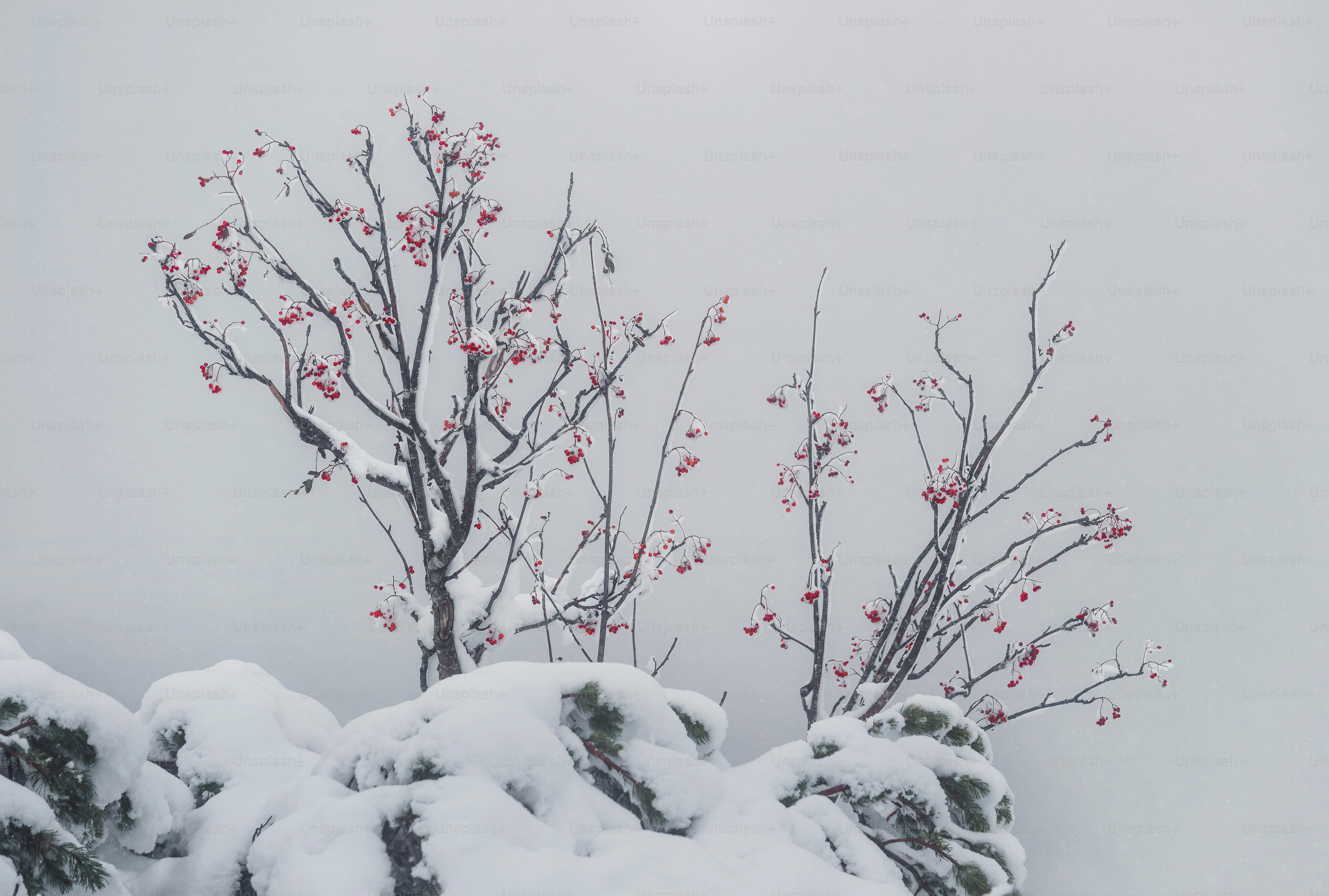 a snow covered tree with red berries on it