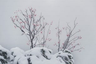 a snow covered tree with red berries on it