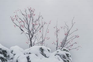 uma árvore coberta de neve com bagas vermelhas sobre ela