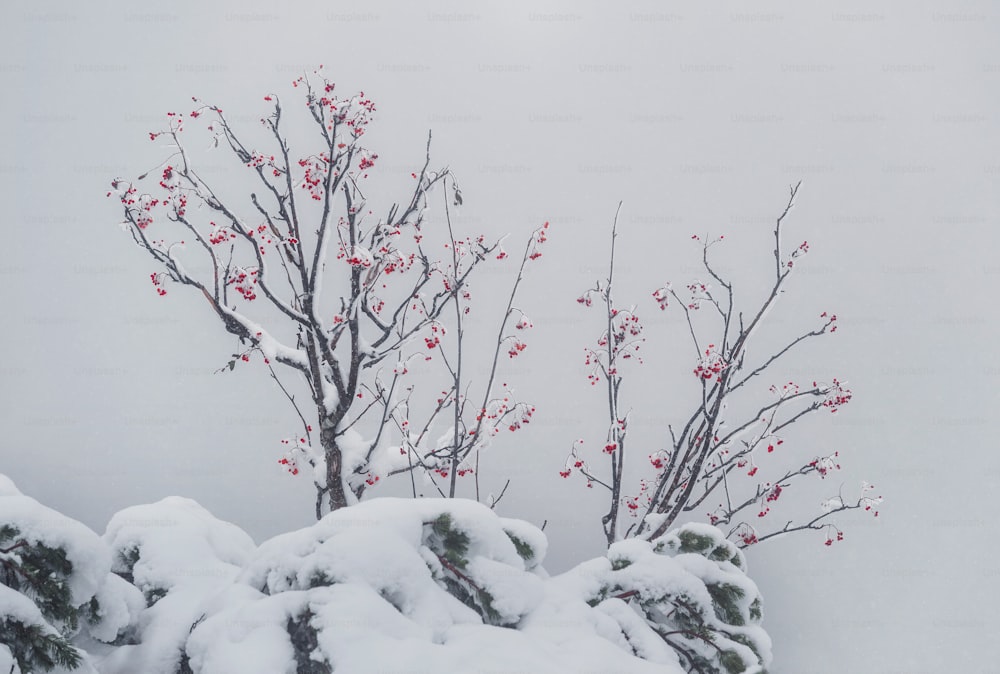 un albero coperto di neve con bacche rosse su di esso
