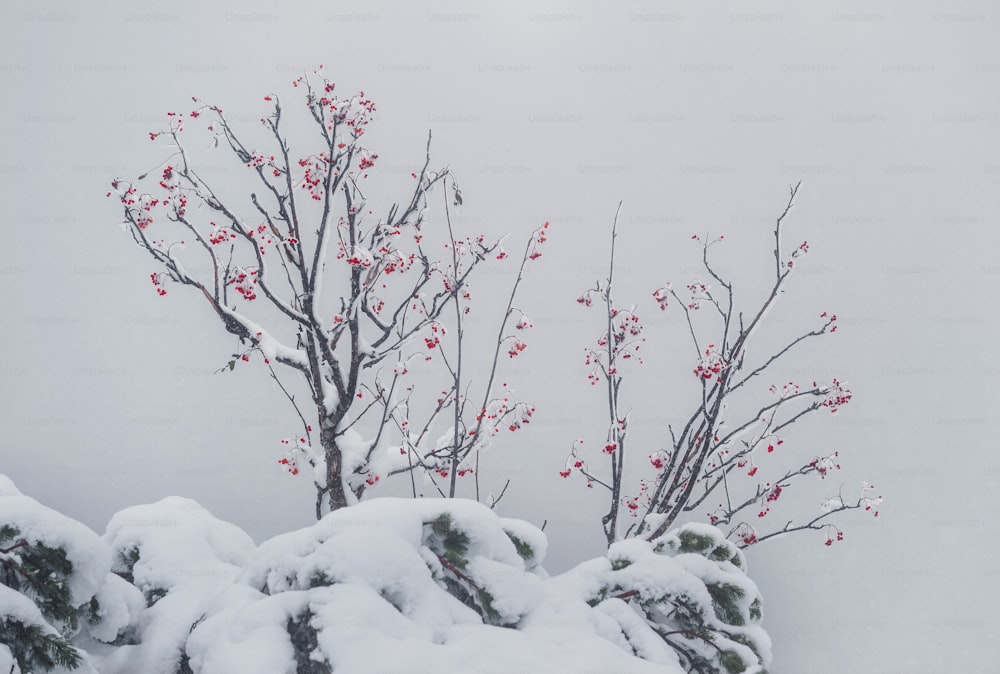 a snow covered tree with red berries on it