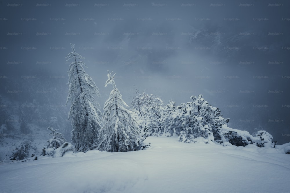Eine verschneite Landschaft mit Bäumen im Vordergrund