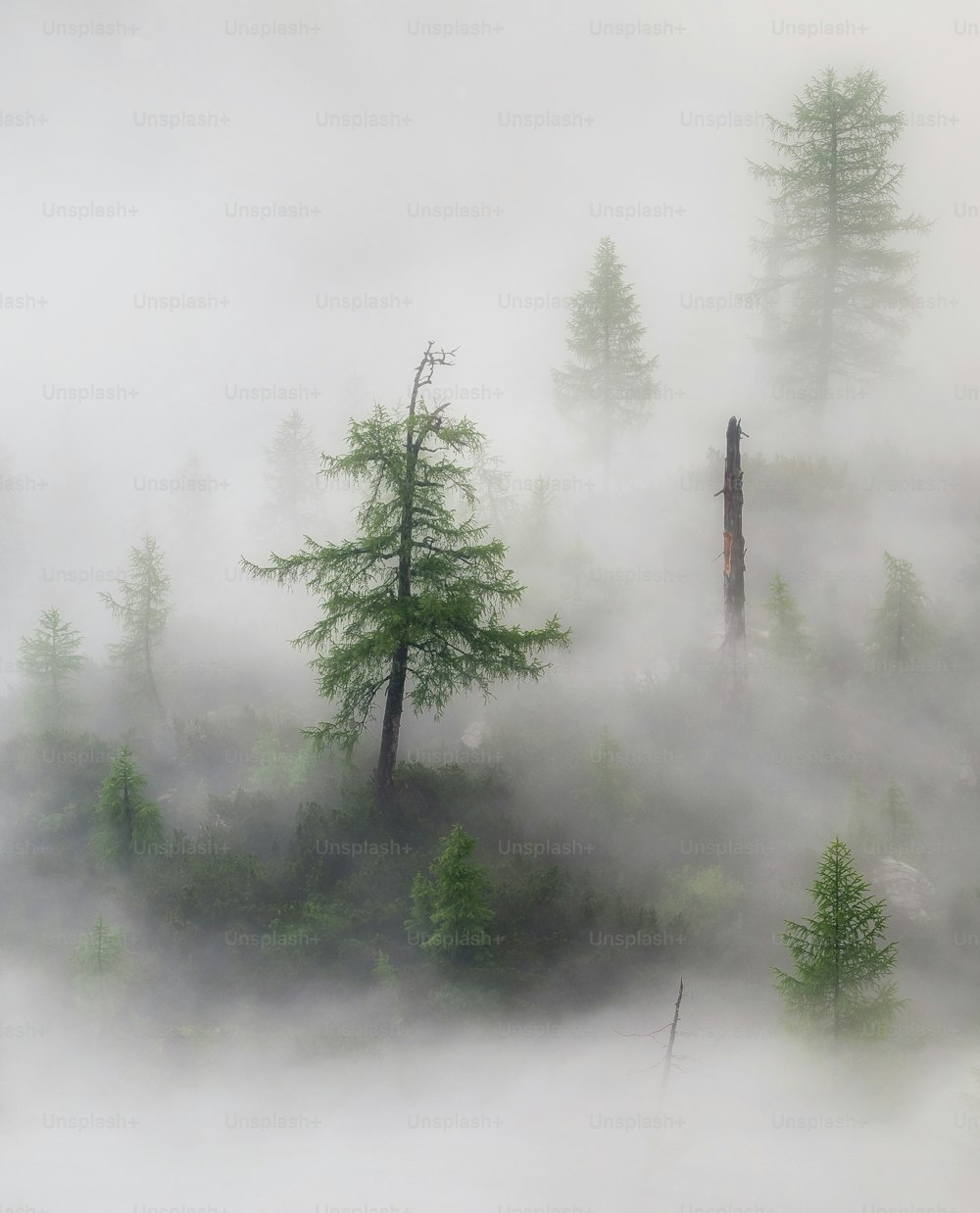 une forêt brumeuse remplie de beaucoup d’arbres