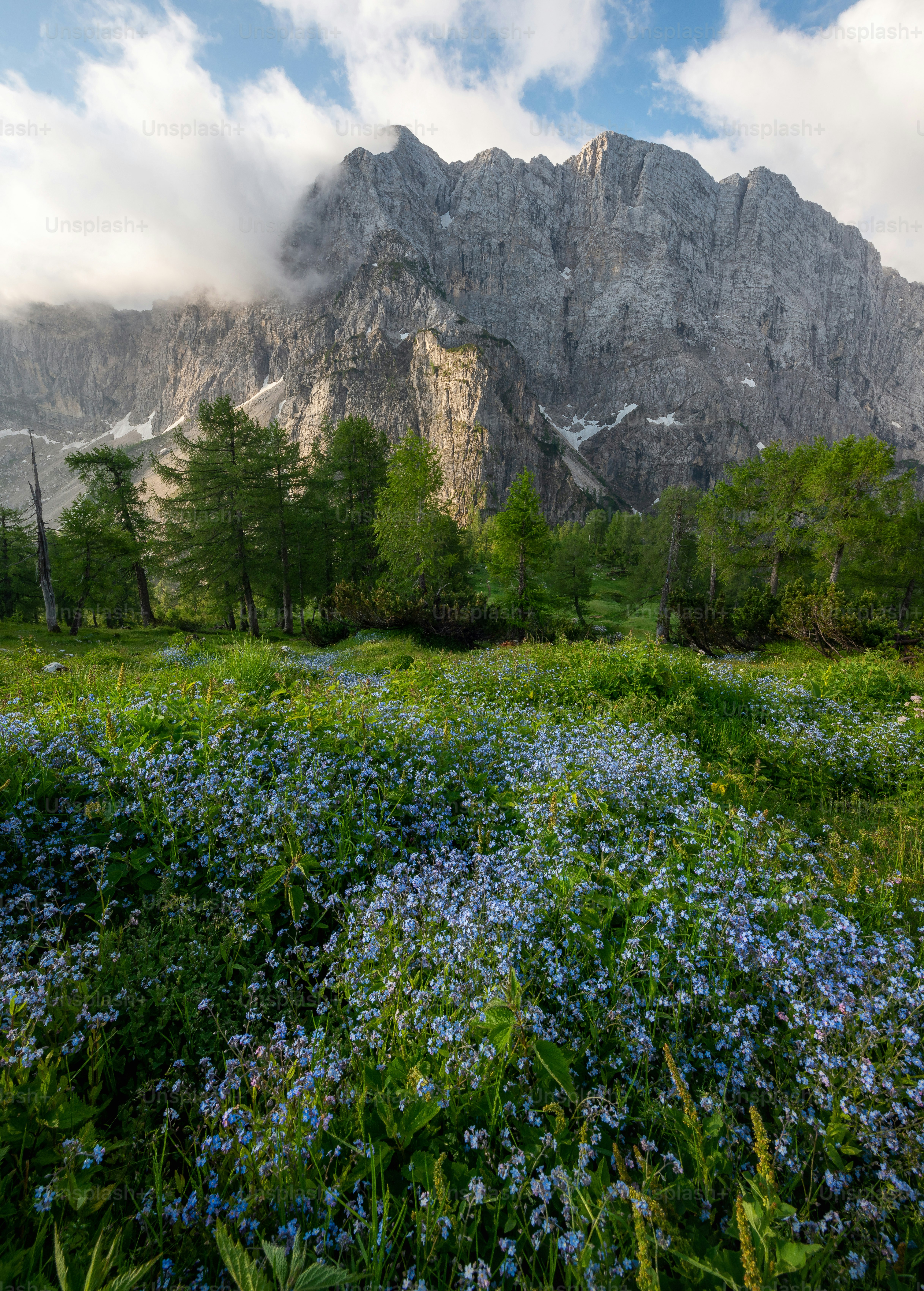 Un champ de fleurs bleues devant une montagne