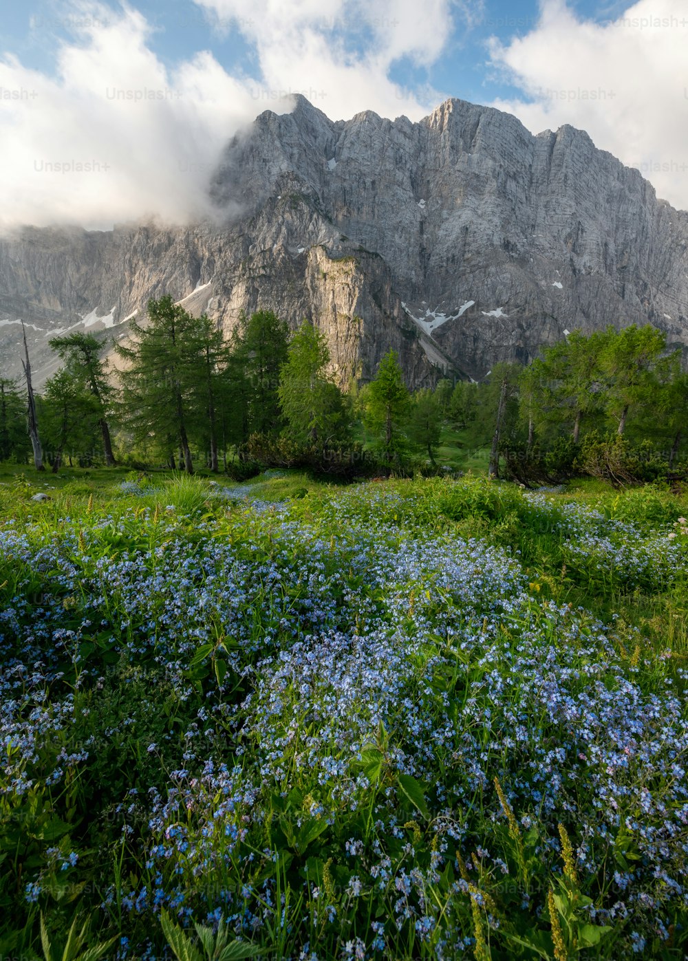 a field of blue flowers in front of a mountain