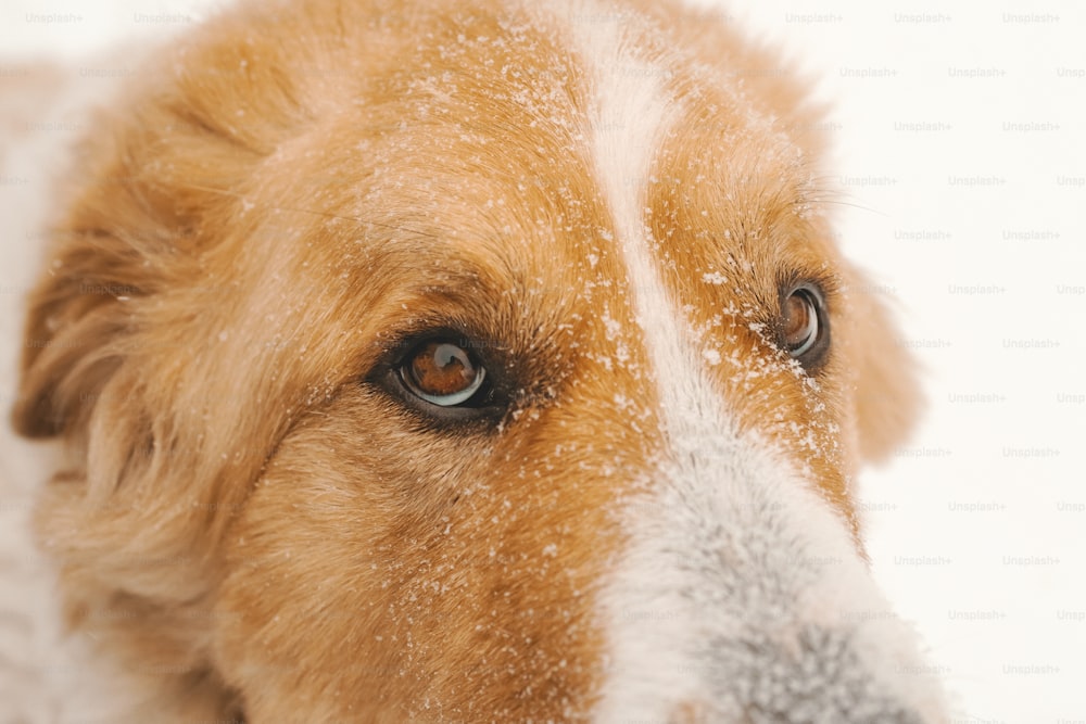 Eine Nahaufnahme des schneebedeckten Hundegesichts
