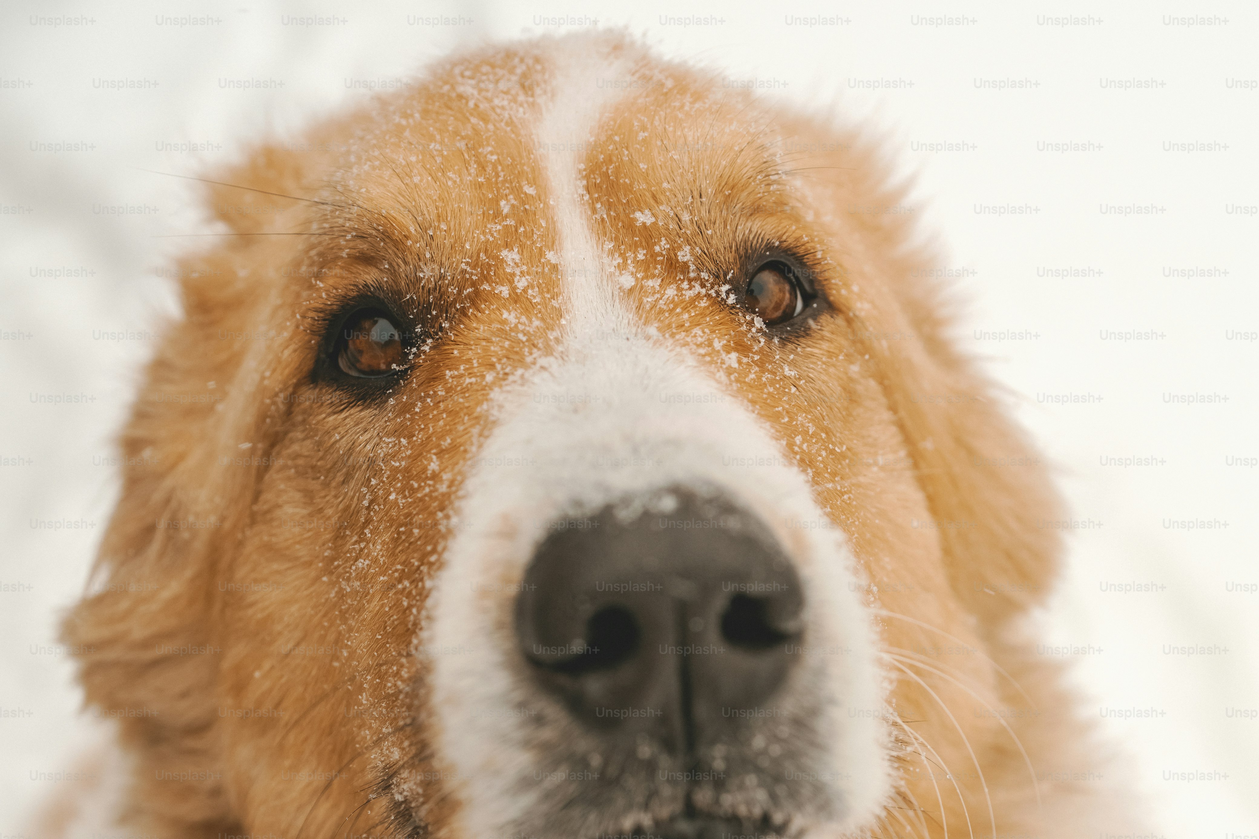 a close up of a dog's face covered in snow