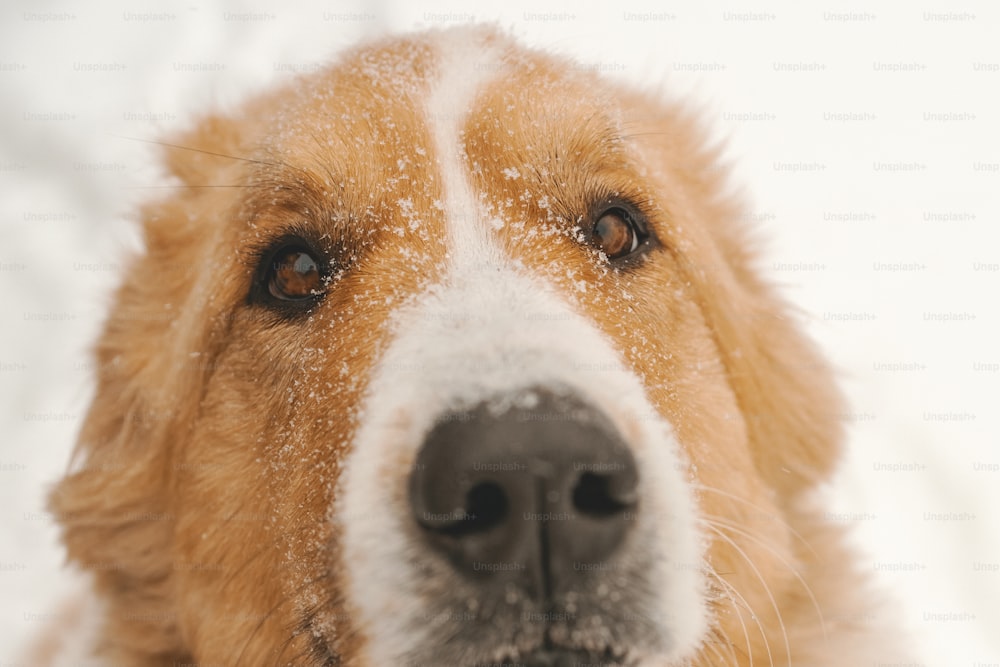 Eine Nahaufnahme des schneebedeckten Hundegesichts