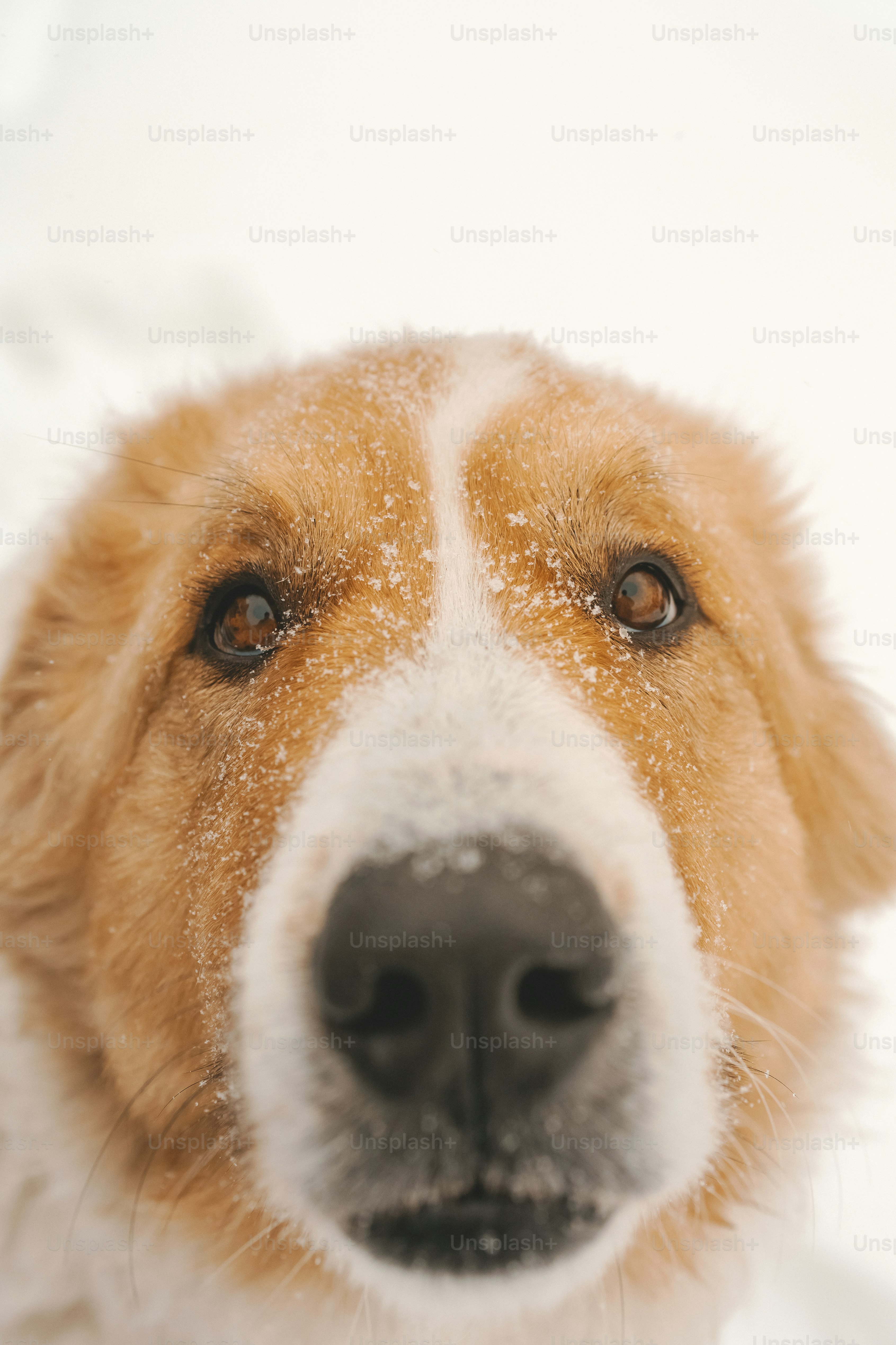 a close up of a dog's face in the snow