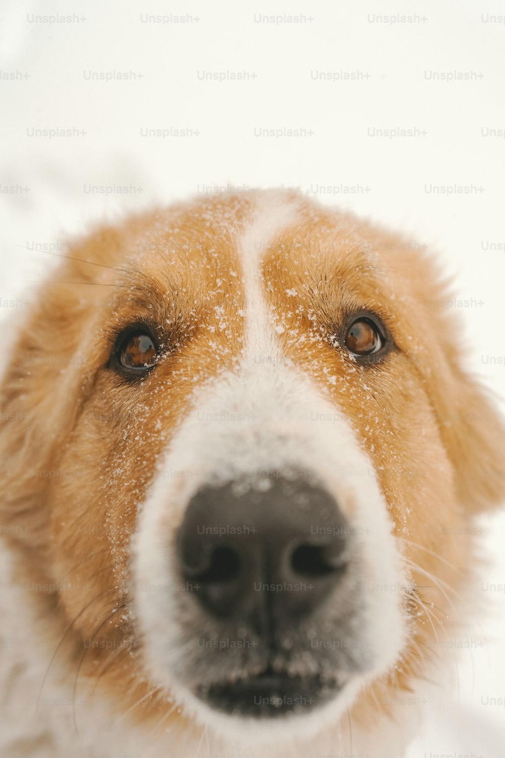 Nahaufnahme des Gesichts eines Hundes im Schnee