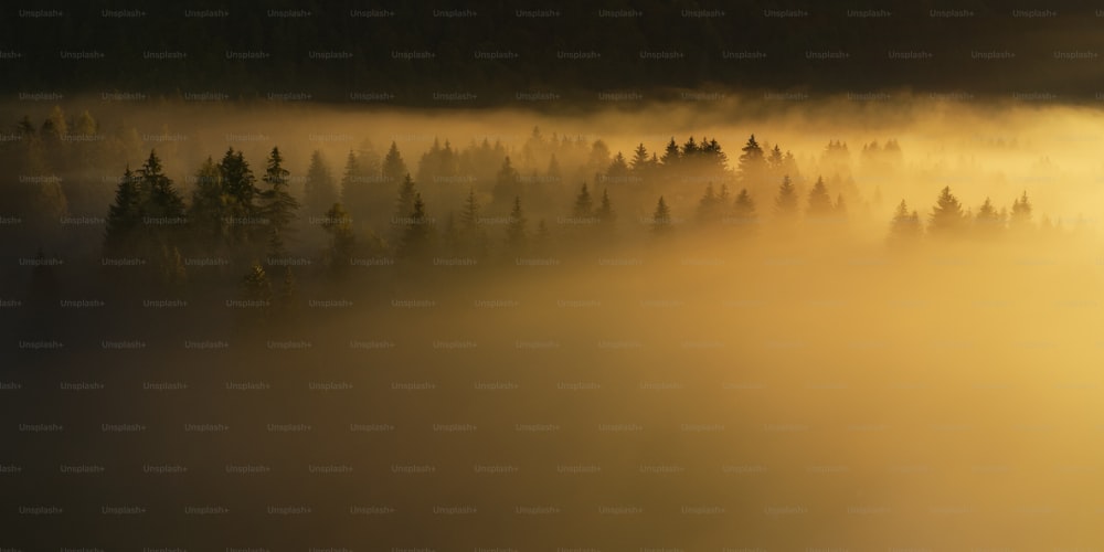 a foggy forest with trees in the distance