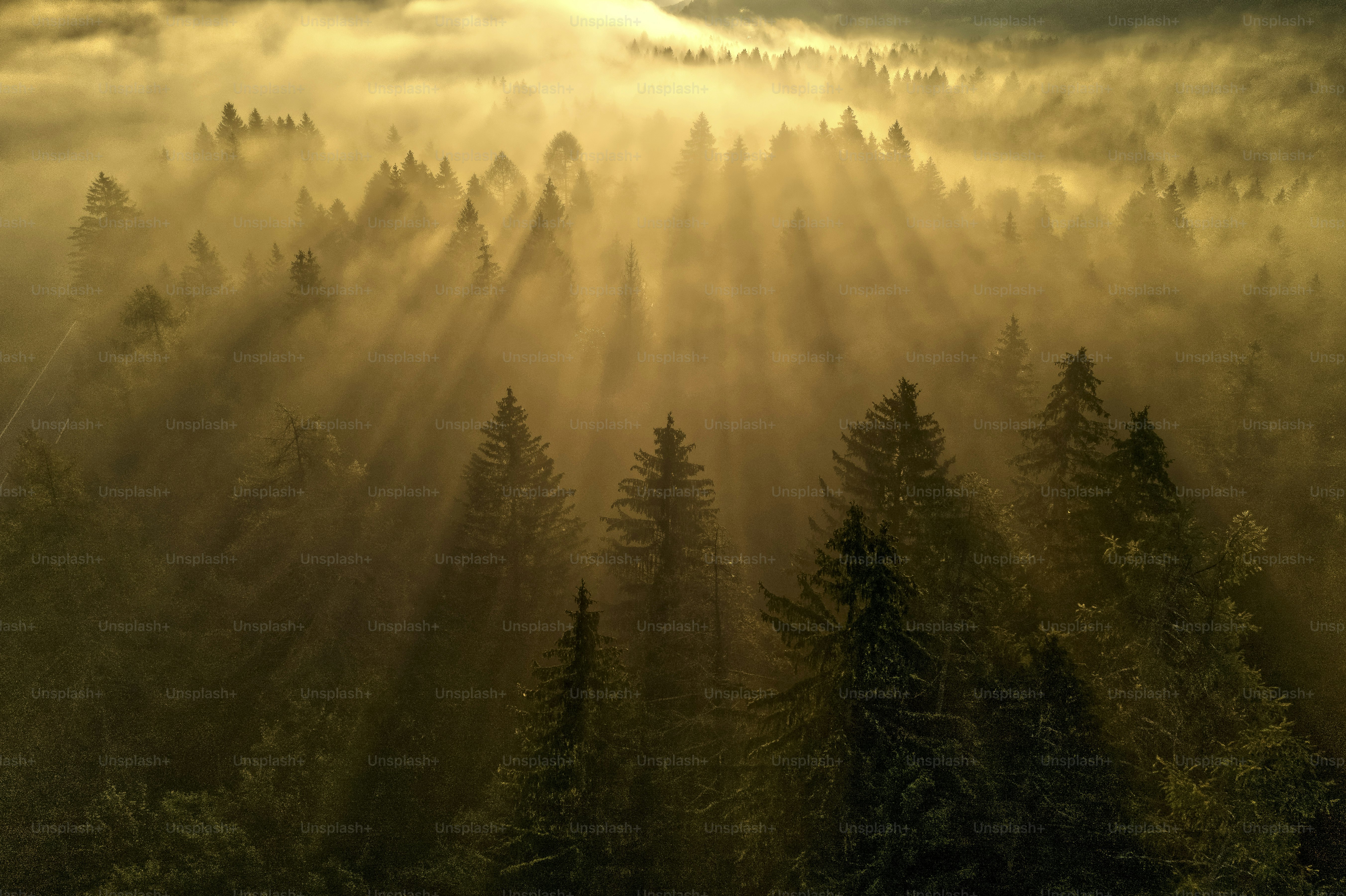 A forest filled with lots of trees covered in fog photo – Editing ...