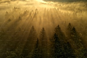 Una foresta piena di molti alberi coperti di nebbia