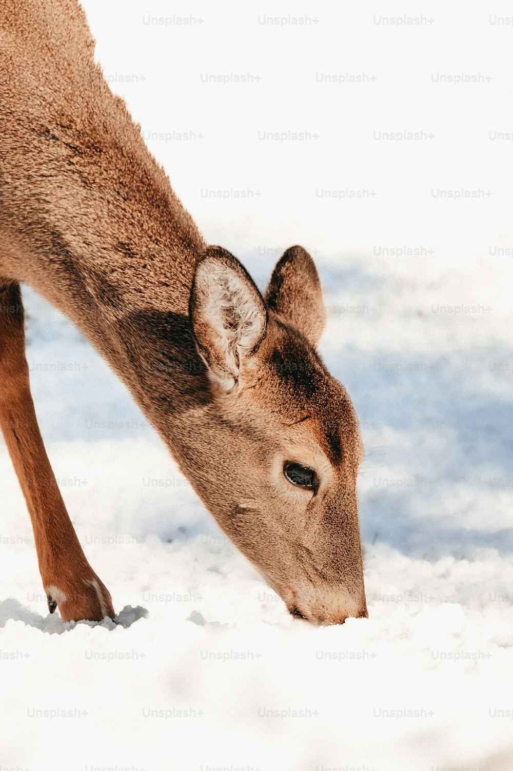 Un cervo sta pascolando nella neve in una giornata di sole