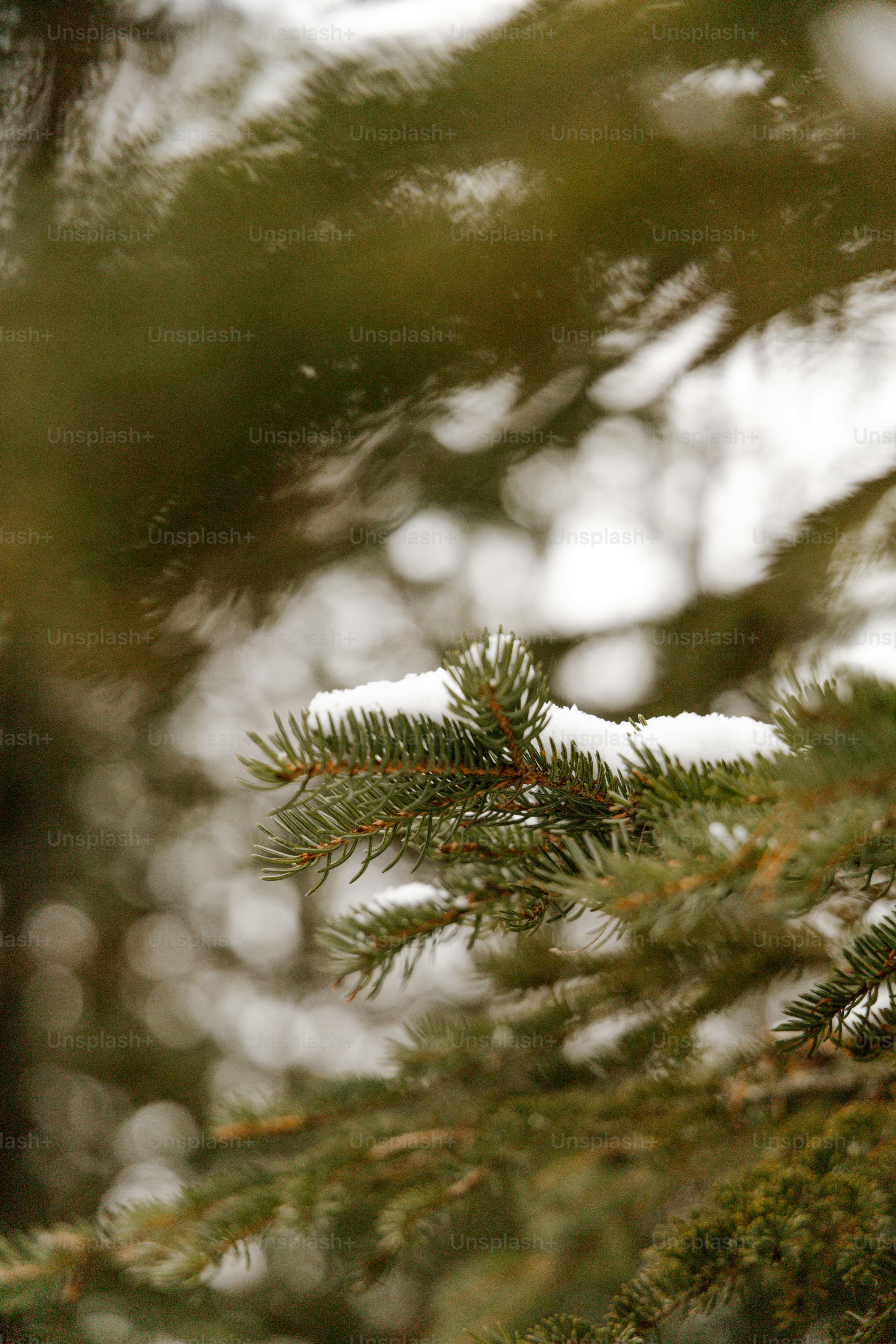 a bird perched on top of a pine tree
