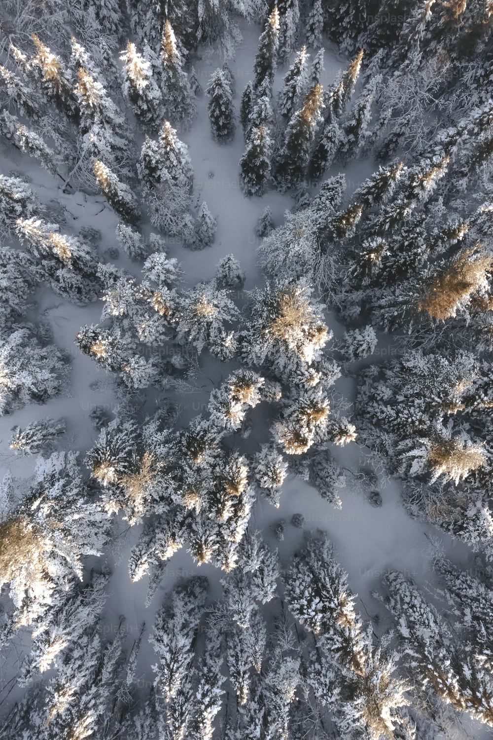 雪に覆われた森の空撮