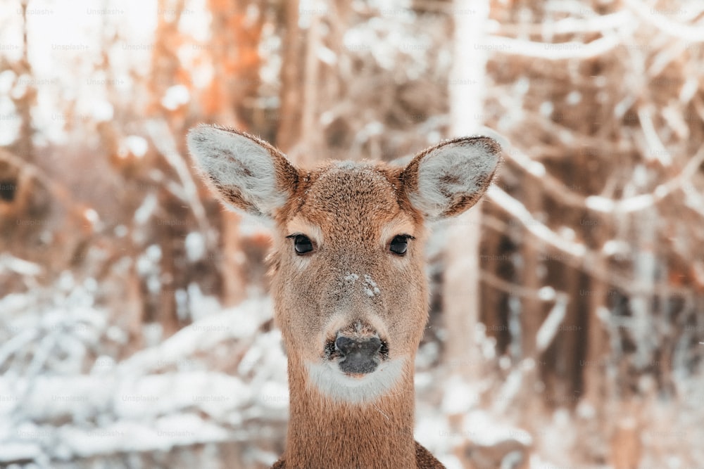 um close up de um cervo em uma floresta nevada