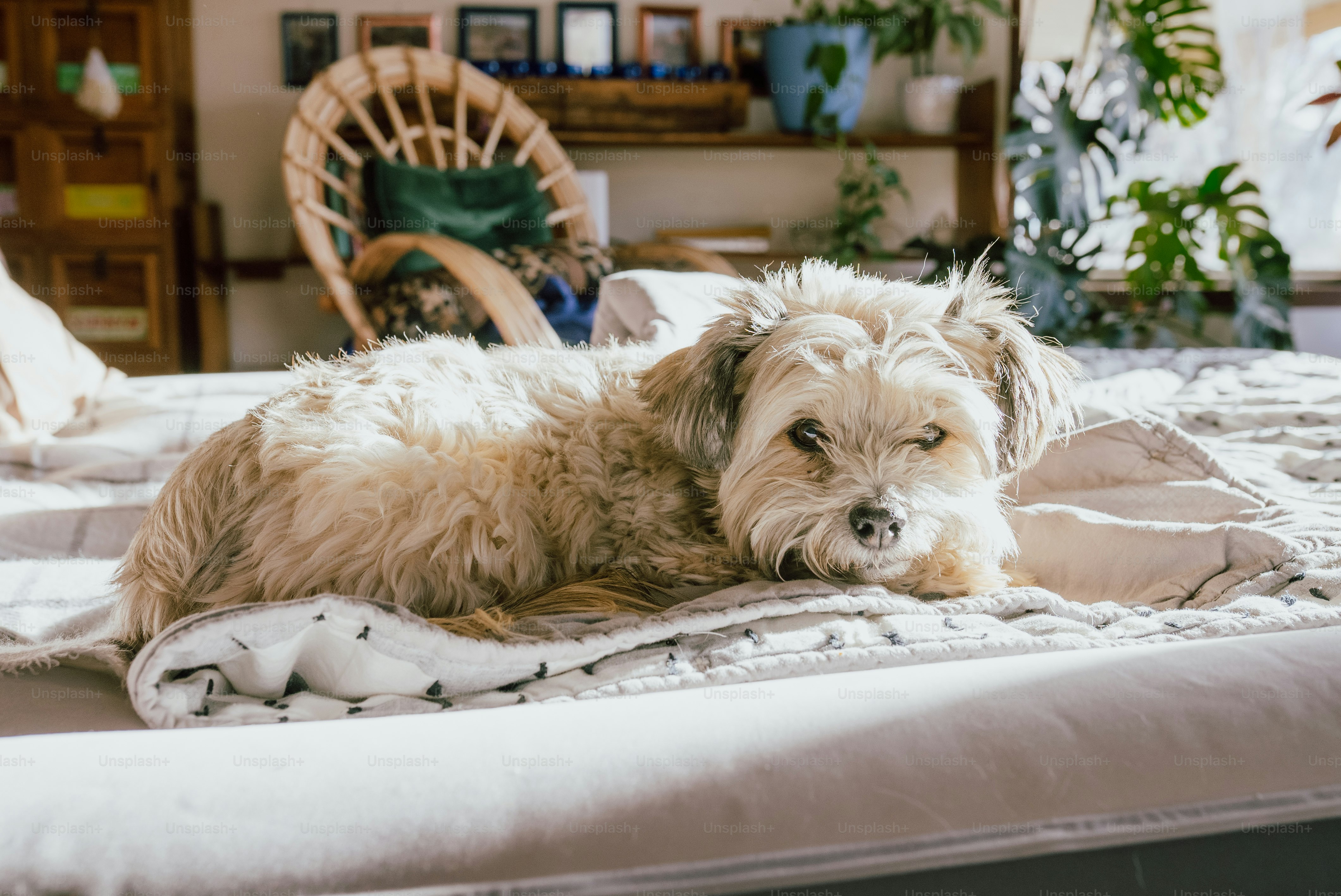 un cane sdraiato su un letto accanto a una sedia