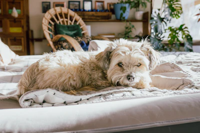 Orthopedic Memory Foam Dog Bed