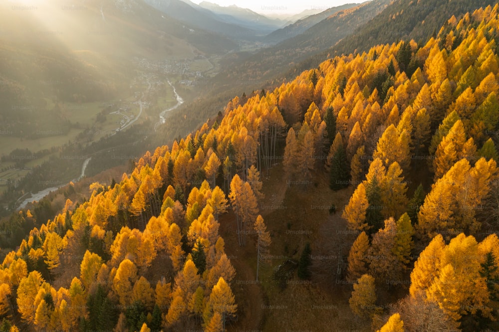 an aerial view of a forest with yellow and green trees